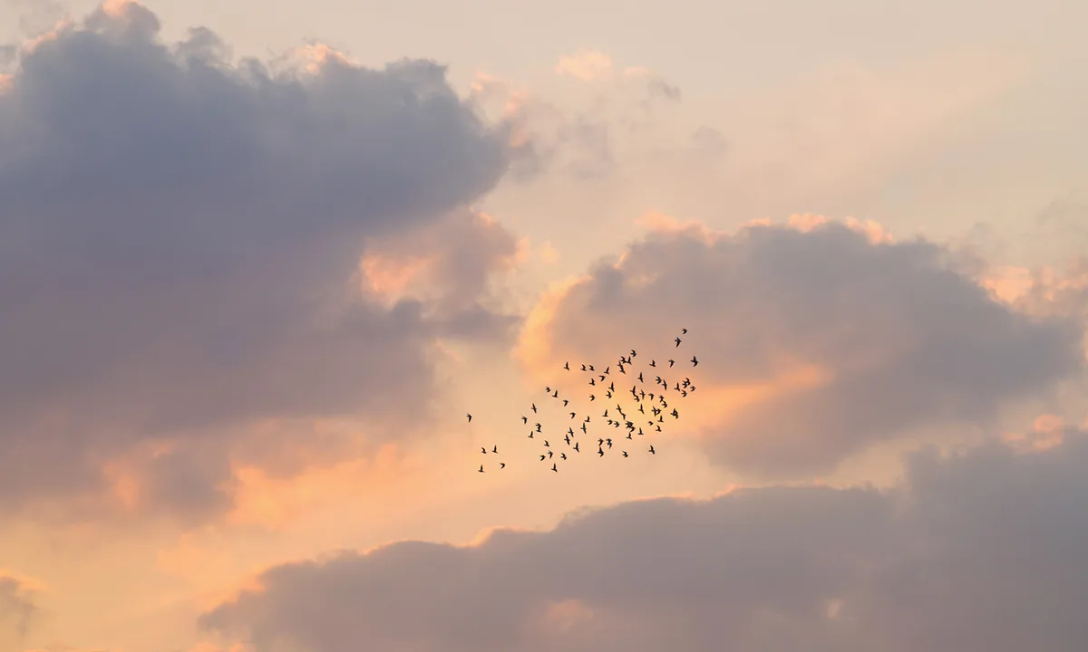 Birdwatching Boosts Brain Structure and Fends Off Aging